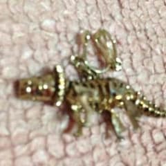 恐竜のイヤリングのサムネイル