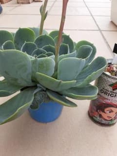 多肉植物　七福神のサムネイル