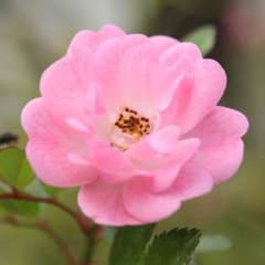 にゃお☆さん専用のサムネイル