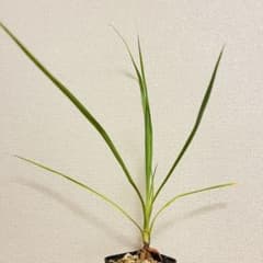ユッカ ロストラータ 実生 抜き苗 ④ - メルカリ