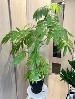 【引取特価】【美形】破格！エバーフレッシュ約118cm 7号鉢　写真追加のサムネイル