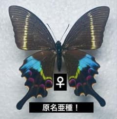 タカネクジャクアゲハ♀ 原名亜種！！2 外国産昆虫標本 蝶 カラス