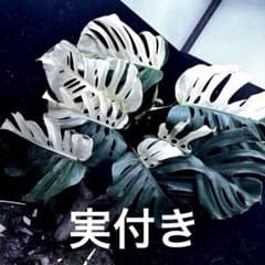 ❤*︎様 斑入りモンステラホワイトタイガー実付き大株高さ㎝72レア極美 斑入りモンステラホワイトタイガーハーフムーン実付き大株高さ72㎝レア