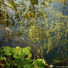 遊戯王 植物パーツのサムネイル