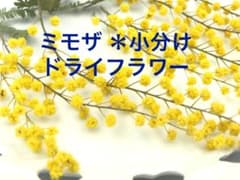 ミモザ ＊小分けa レジン封入素材　ハーバリウムのサムネイル