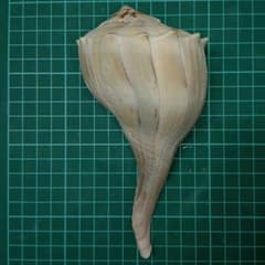 サカマキボラ　標本　16㌢ サカマキボラ 標本 16㌢ - メルカリ