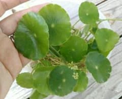 ウォーターマッシュルーム♪のサムネイル
