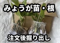 みょうが苗・根　農薬不使用　10本位　ご注文後掘り出しのサムネイル