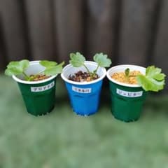 ラナンキュラスラックス 3種セット ちび苗 抜き苗 ネコポス発送