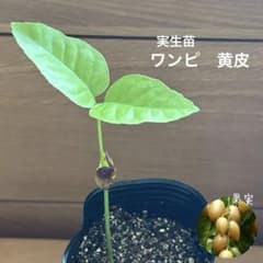 859〓【双葉特価】ワンピ 黄皮 実生 苗 チビ苗 熱帯果樹 - メルカリ