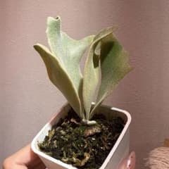 cotton cloud CCS from晴花 株分けpup ビカクシダ - メルカリ