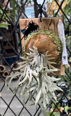 ビカクシダ Yellow moon dwarf Totoro spore select ビカクシダ P. Yellow Moon Dwarf Totoro spore - メルカリ
