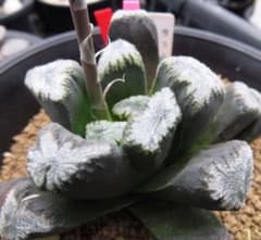 2005 ◎雪象 特白選抜 多肉植物 ハオルチア アロエ - メルカリ
