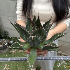 455 アガベ イラン産 “モンタナ”大株 極上 特選株 - メルカリ