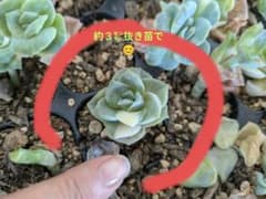 多肉植物 ラブリーローズ錦❗️（白斑）抜き苗で - メルカリ