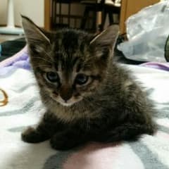 こへ様専用のサムネイル