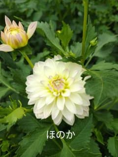 ダリア球根 ほのかのサムネイル