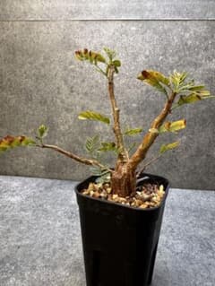 センナ メリディオナリス 実生 288 - メルカリ