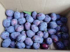 生プルーン スタンレイ 岩手県産 栽培期間中農薬除草剤不使用 農家直送のサムネイル