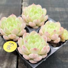 NEW❗️095多肉植物 エケベリア レッド翡翠 抜き苗 寄せ植え 4苗セット