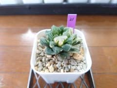 ハオルチア 粉黛錦 21のサムネイル