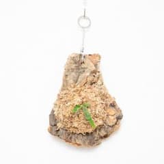 ビカクシダ ウィリンキー 'ジェイドガール' コルク付け5 - メルカリ