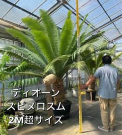ディオーン　スピヌロスム　巨大株 m87043396745_1.jpg?1723085660