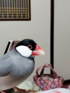 まろんさん専用のサムネイル