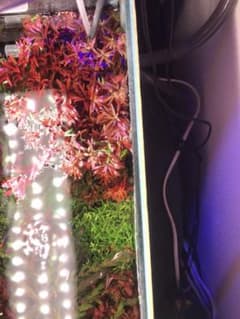 無農薬水中葉ロタラ・レディッシュ水中葉のサムネイル