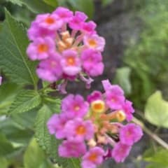 五苗　ピンクの花の苗 ランタナのサムネイル