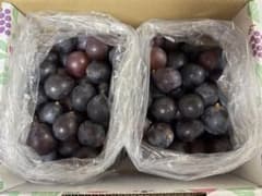 【コロコロ】藤稔の粒　箱込1kg弱 訳あり】【加工用】藤稔☆粒約1.8kg（箱込） - メルカリ