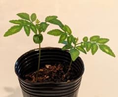 山椒の小さな苗 2本のサムネイル