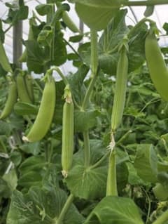 北海道産 スナップえんどう 500g 訳ありのサムネイル