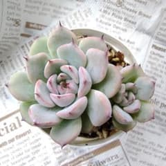 多肉植物 抜き苗 ブルーベリームーン☆のサムネイル