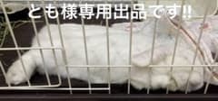 とも様専用、おまとめ割引きしています！小動物のおやつのサムネイル