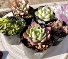 H.多肉植物　多肉セット　寄せ植え　初心者向け　多肉弁当のサムネイル