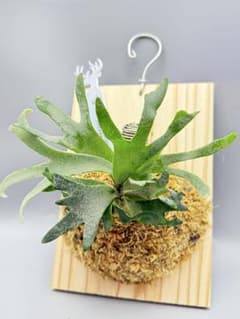 「極大サイズ」　ビカクシダP.willinckii Bacteria spore 極大サイズ ビカクシダP.willinckii 'Bacteria' spore - メルカリ