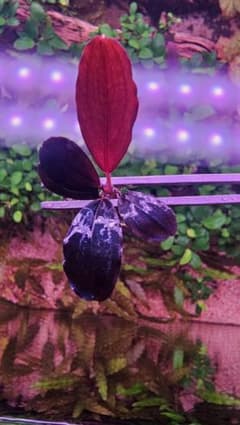 Bucephalandra bucep silat circle 水中のサムネイル