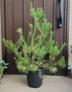 バンクシア　スピヌロサ　オーレア　鉢植え　希少　苗　レア品種　ドライガーデン バンクシア スピヌロサ オーレア 鉢植え 希少 苗 レア品種 ドライ