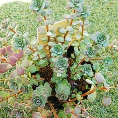 赤葉カラフトミセバヤ  多肉植物のサムネイル