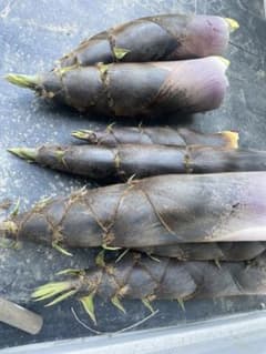 残りわずか　タケノコ　筍　約10キロ　ぬか付　採りたてのサムネイル