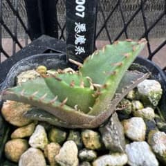 アガベ チタノタ CS-007 悪魔系 子株 609 - メルカリ