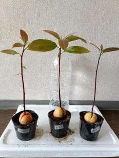 Three domestically grown avocado seedlings, 'Bacon' variety.