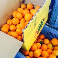 みかん【有田みかん】10キロ大玉のサムネイル