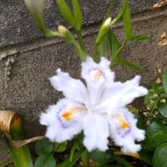 シャガ　根付き苗　観葉植物　植物　多肉植物のサムネイル