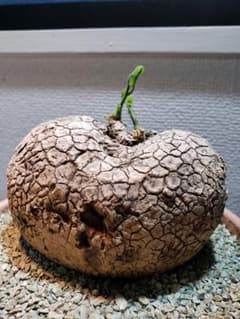 ステファニア　ヴェノサ　発芽発根済のサムネイル