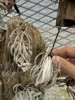 Tillandsia Carminea wild 速達発送 - メルカリ