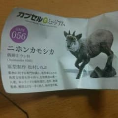 ガチャ ニホンカモシカのサムネイル