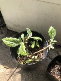 柏葉紫陽花 カシワバアジサイ 最後の挿し木苗 二歳 一株のサムネイル