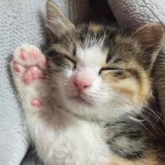 ゆーちゃんママ様のサムネイル
